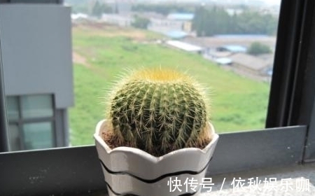 家里万万要养这五种植物,有钱人家中都爱养,难怪身体越住越健康