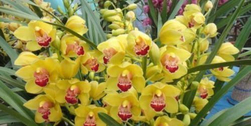 养花就养个花期长的，花大色艳，开花美长势旺，黄绿交辉