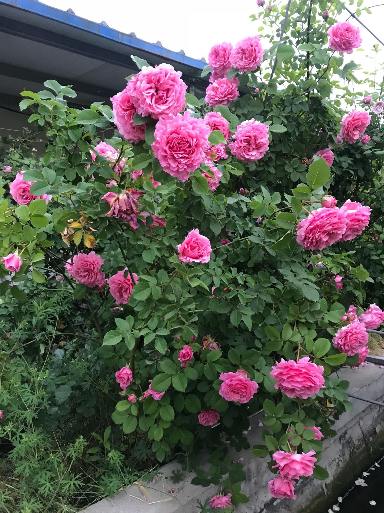 此花超耐热，多季开花，花大色艳，有玫瑰香气，花量多，可做花墙