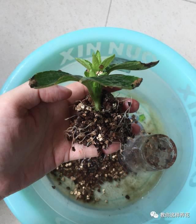 学会这种扦插法，2周生根，插什么活什么，太简单了！
