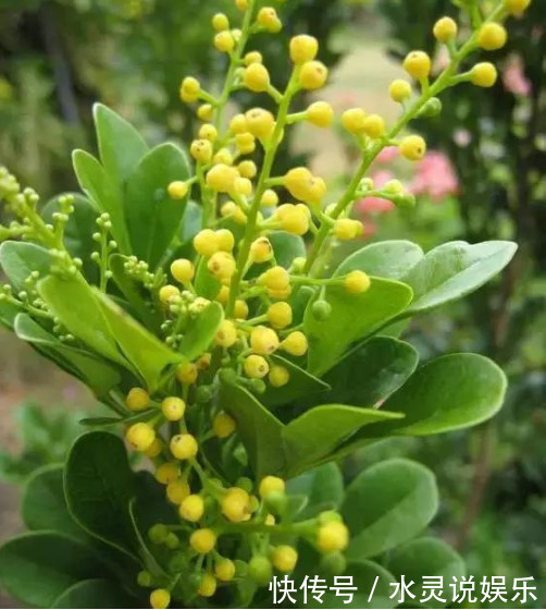 关键点|养的“米兰花”清香扑鼻,掌握3个关键点,花开满盆,比香水好闻