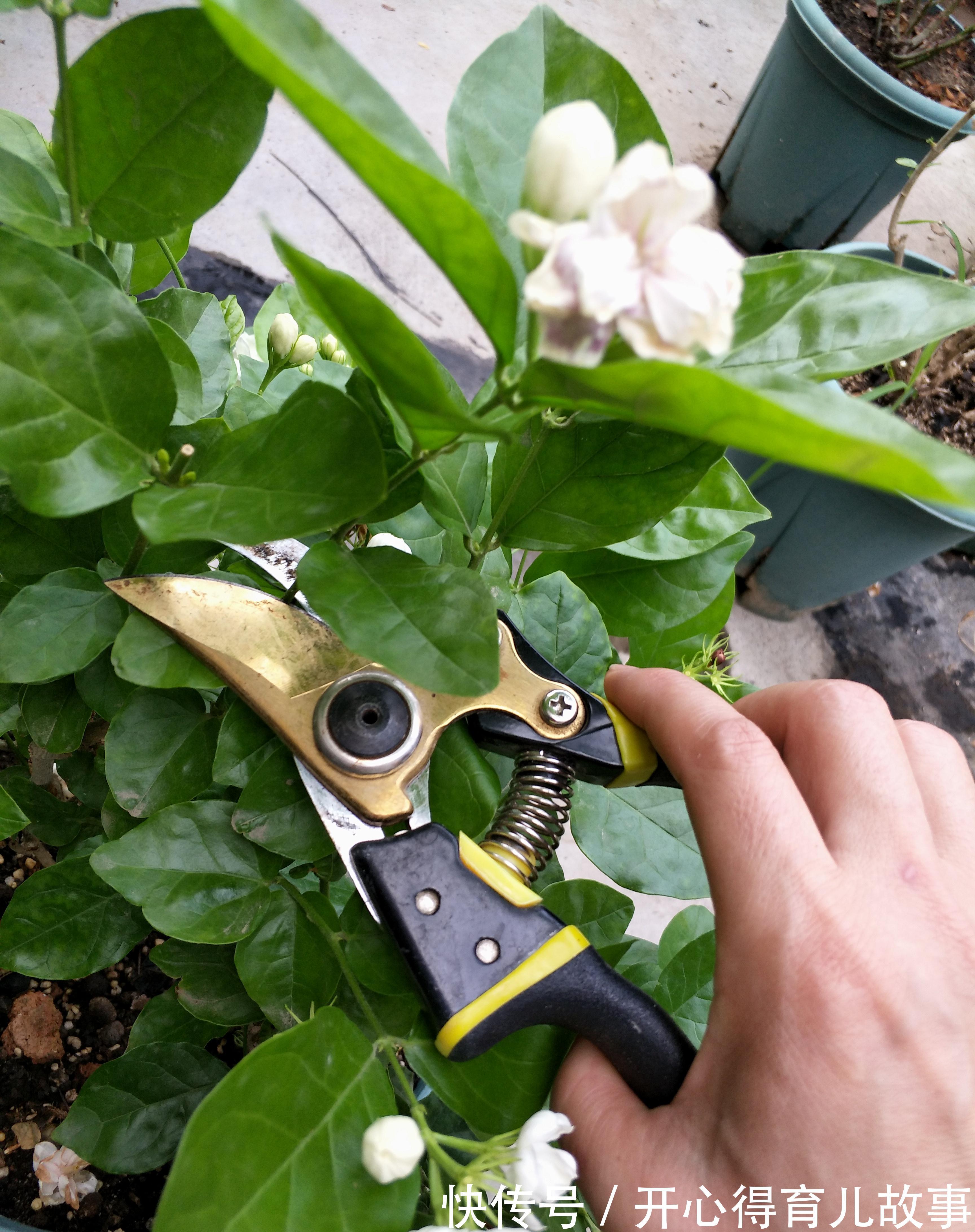 茉莉花修剪后新芽萌发，别忘了给它加点餐，再次开花更美观