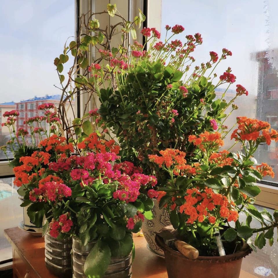 家家都有的4种“生活垃圾”,不发酵垫盆底,都是养花“万能肥”