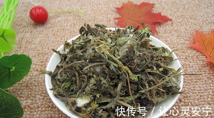 蒲公英|蒲公英不是万能药，但四个主要作用名不虚传，希望不要喝错