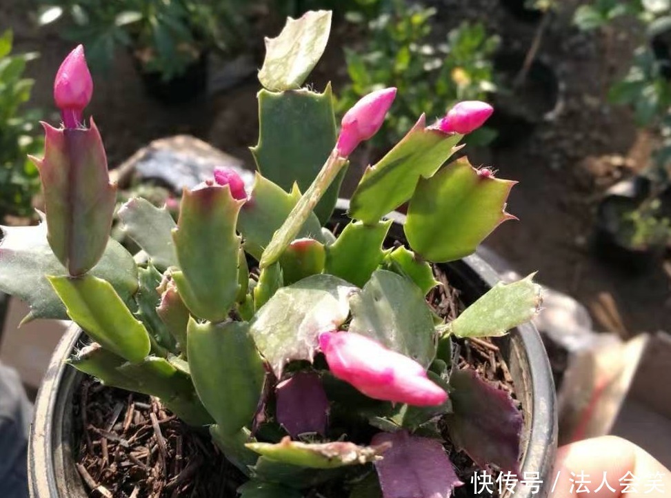 盆栽|天热养蟹爪兰，解锁浇水密码，度夏容易，盆栽照样嗖嗖长新叶