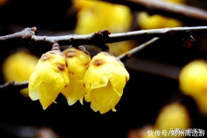 中年|蜡梅，南阳府衙最美的遇见