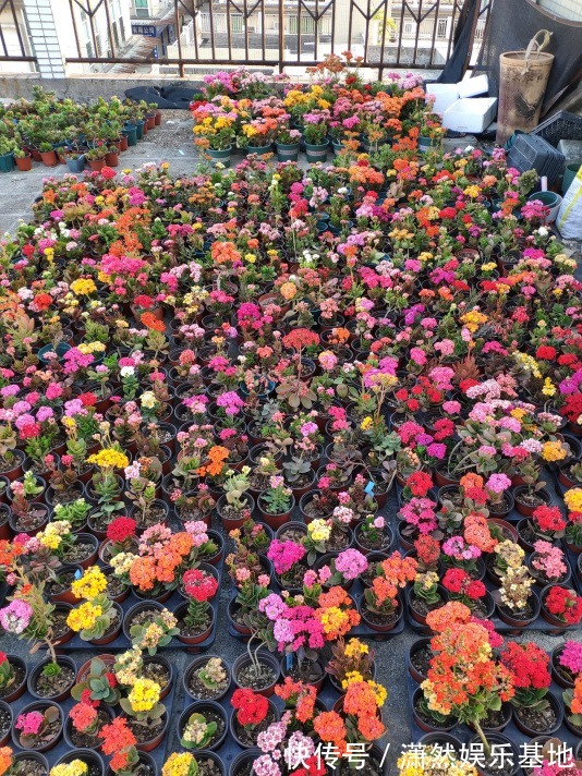 8种“漂亮花”,都可以扦插,剪个枝条就成活,省下很多钱