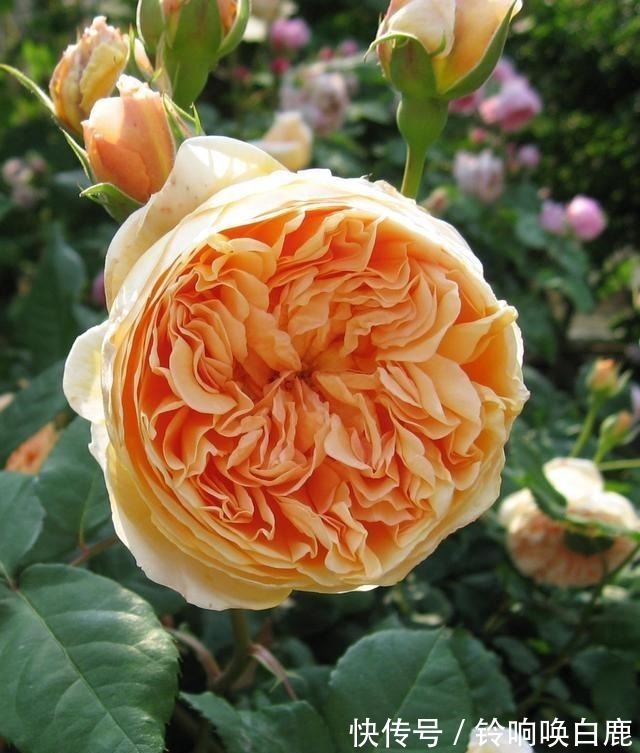 20款耐阴月季推荐,光线不充足也可以养好月季啦,花友鼎力推荐哟!