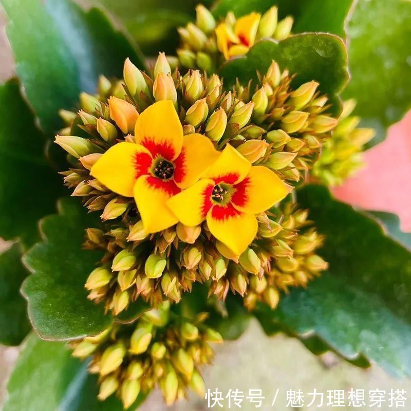 冬天常见的“吉利花”,耐旱皮实花量大,大半年都在开花