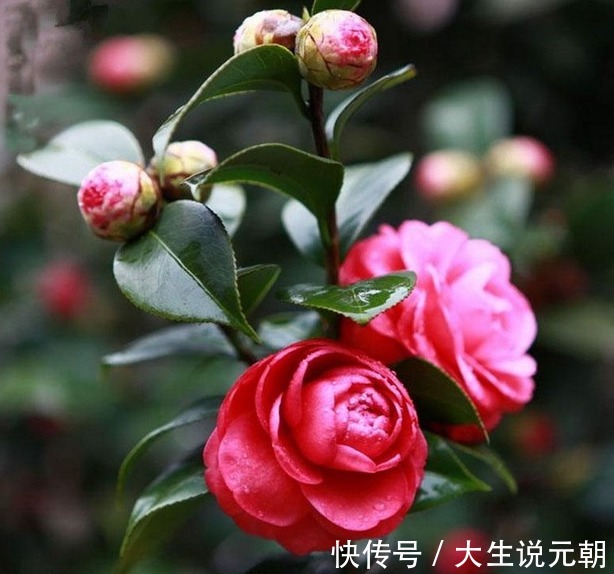 茶花黄叶花苞还打不开做好这5点,茶花开得又大又艳