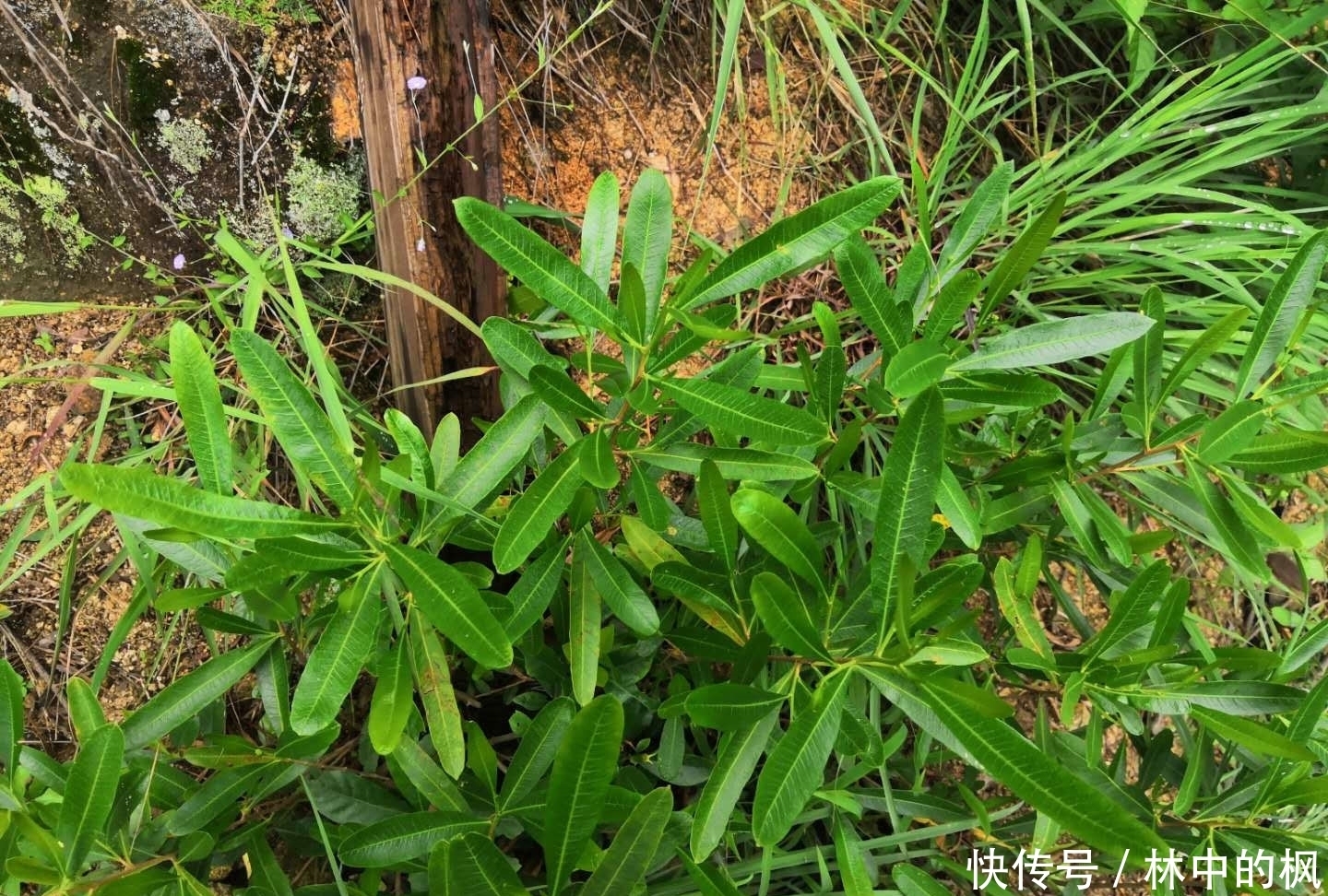 肥皂|古人用它点灯，30年前拿它制肥皂，如今少人认识，殊不知能祛风湿