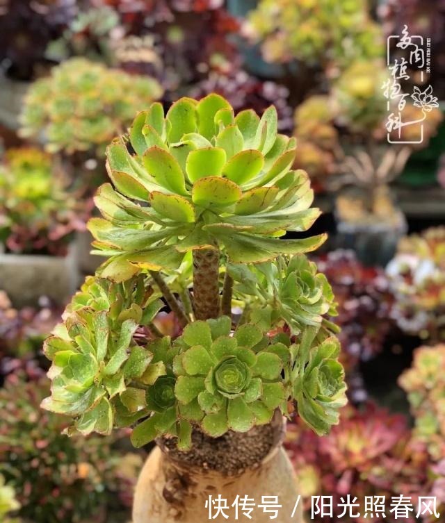 多肉法师欣赏在最美法师季,法师丛中一定住着小天使!