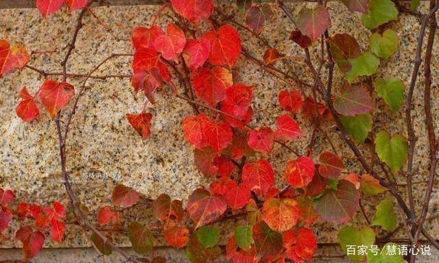 花开花落,皆是生活