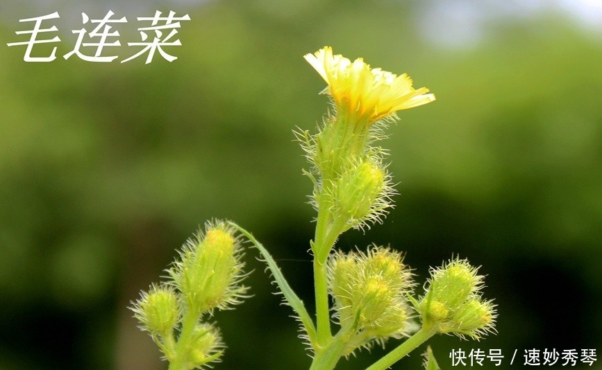 野生苦菜知多少，看图识苦菜