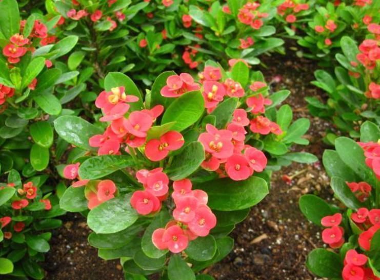 虎刺梅|看看这几种花,赶紧搬到室外吧,看着美但真不能养在屋里