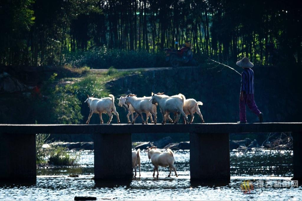 月到中秋故乡明|检察文艺| 院子