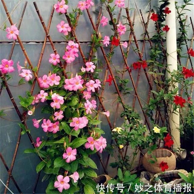 最爱晒太阳的8种花,越晒开花越多,阳台养几盆,开花成海