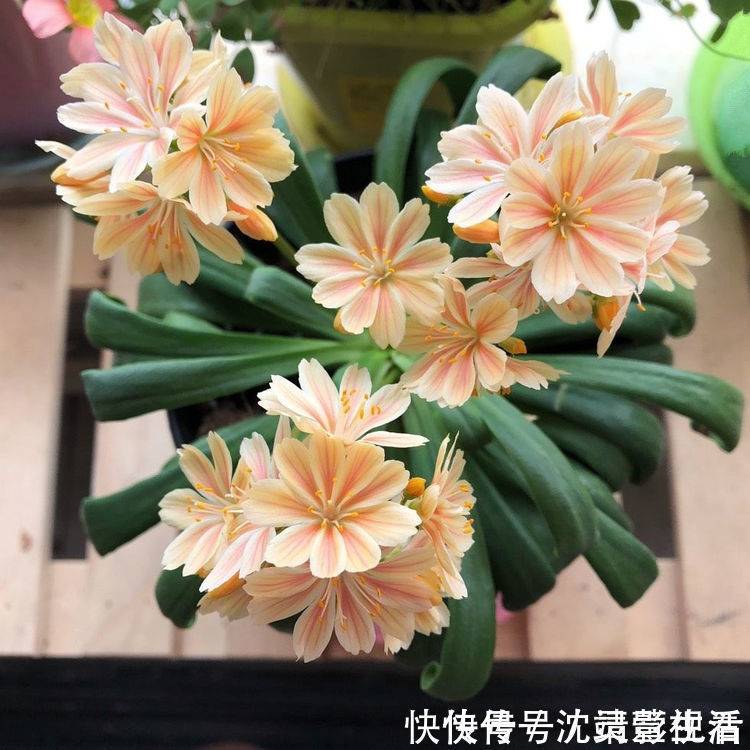 养花|养花就养个花期长的,花开满盆,个个开成大花球,开花一茬接一茬