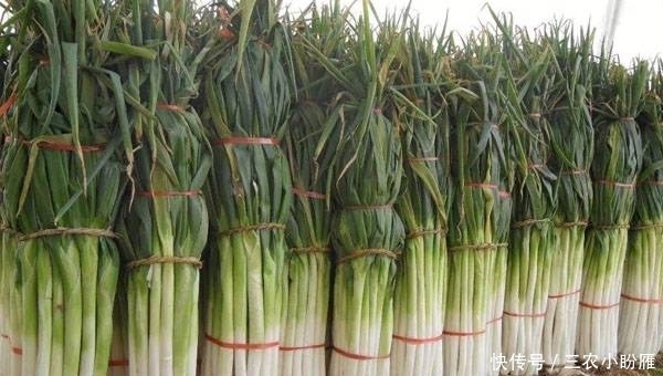 冬季如何储藏保鲜大葱?哪些方法存储效果佳?