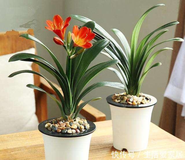 这些花特别懒,越懒养越好,根不烂叶不黄,养养就爆盆