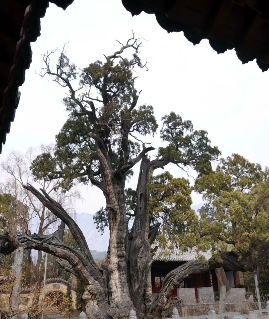 华夏第一柏，树龄超4500年