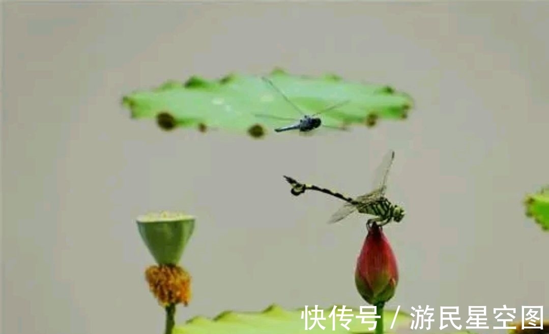 对联!七言上联:闹市菊开铜臭味,邀对下联,并上期30副优秀对联选登