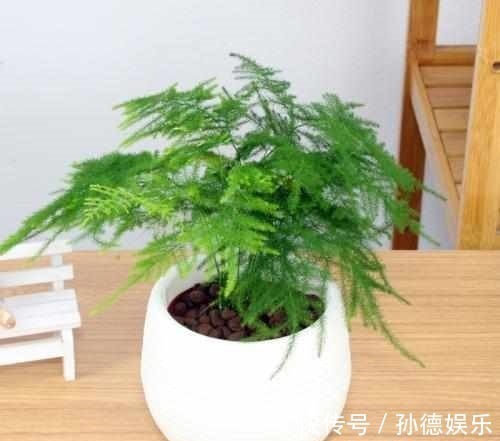 细数那些超耐阴的花,光照少长满屋,懒人大爱