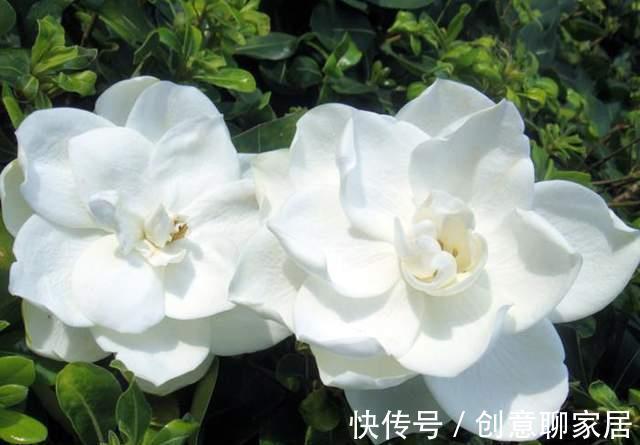 腊梅|八月以后,有几种花别随便剪,剪掉花芽不容易开花