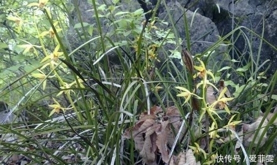 农村|农村这种植物一株卖十几万，可遇到后万万采不得，到底为什么？