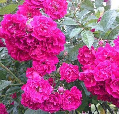 此花号称天下第一香，花开200天，飘香满楼