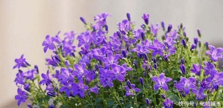 喜欢养花,不妨试试这几款,花朵开爆盆,花色绚丽多彩