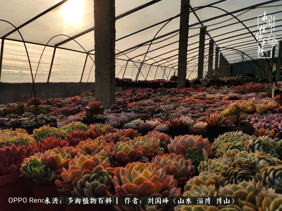 贵的不一定是对的,你的多肉究竟值多少钱附冬季养护攻略!