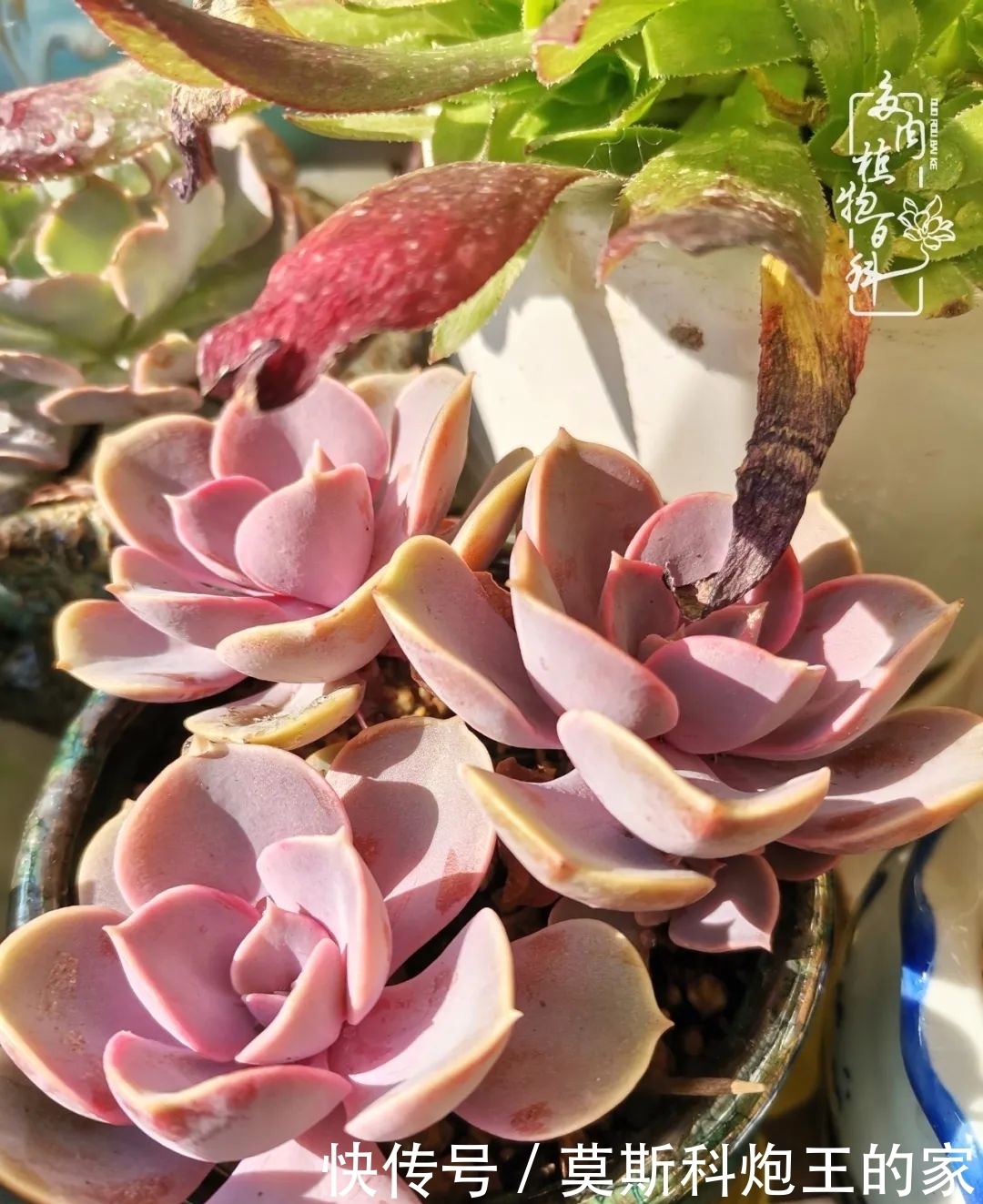 回顾令人难忘的2020年!2021,我定不负美肉不负众望!