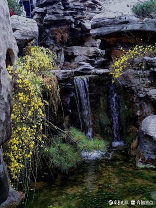 闽侯县|就地过年春在身边｜济南趵突泉春意浓，迎春花开泉水淙淙