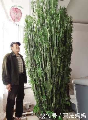 文竹|花卉不要“养得太好”,不然观赏性大打折扣,得不偿失