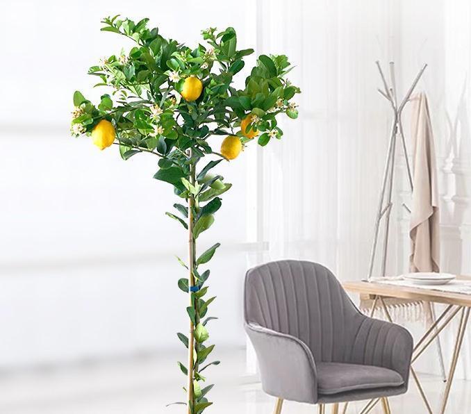 家中有异味推荐养盆柠檬树，不仅清香驱味，结果还有口福