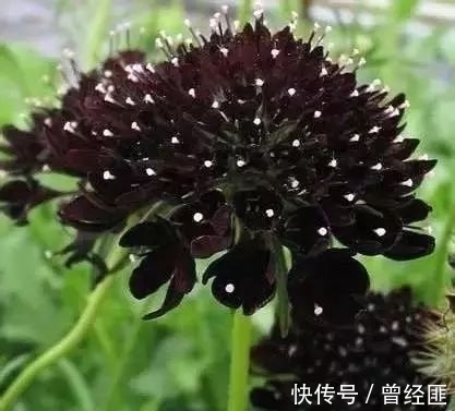 黑杰克|盘点：20种世界上最黑的花，黑的美，黑的妙，黑的呱呱叫