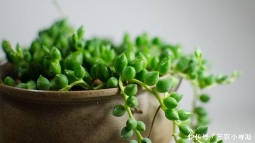 佛珠多肉怎么浇水 多久浇一次水(图)