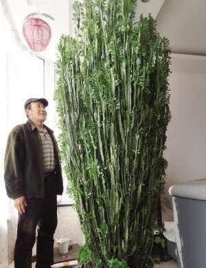 2种“镇宅花”,客厅养一盆寓意好,比啥花都强,越养越值钱