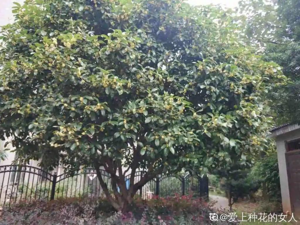 大门口种的花，开花好看，回忆满满