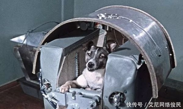 比加加林 63年前,一条狗被人送到太空,比加加林还早,如今仍在太空流浪