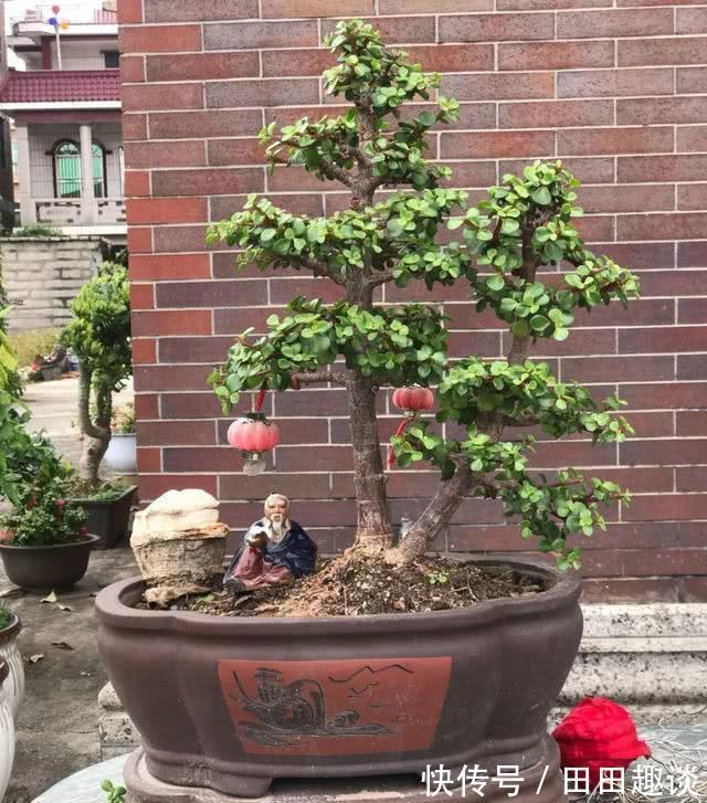 路边挖一棵马齿苋,养成老桩做盆景,开花一层层,真值钱了