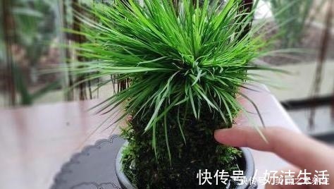 营养物质|养花就要懂得自制肥，教你2种方法，好用不烧根，一点就够了！