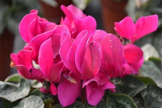 翻瓣莲|此花曾被当作世界赛吉祥物，花色艳丽独特，宛如腼腆害羞的少女