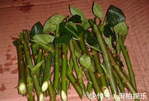 家庭养花,塑料瓶是“宝贝”,学会5个使用“小妙招”,一生受用