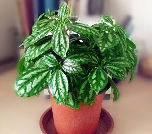 4种喜阴花,家里光照不好也能养,叶子比花还漂亮,是盆栽佳品