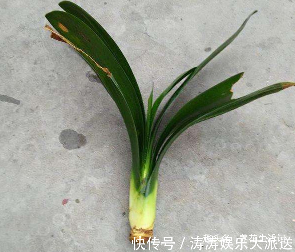 君子兰“烂根多”先别扔,采用这种方法做,30天后根系健壮