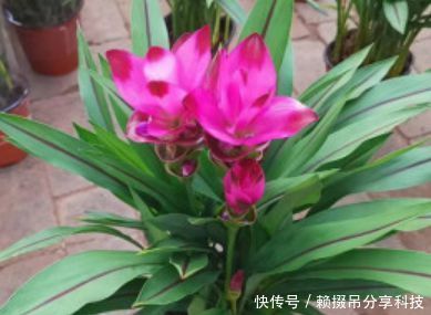 盆土|盆土里种块“姜”,7天发芽,30天后长出“大荷花”,太漂亮了