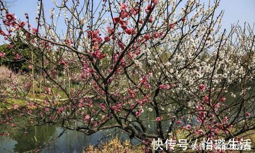 陆游|最唯美的一首词,800多年来无人能出其右,成为宋词压卷之作