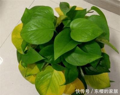 冬季养绿萝,一不小心黄叶了,3招瞬间由黄变绿
